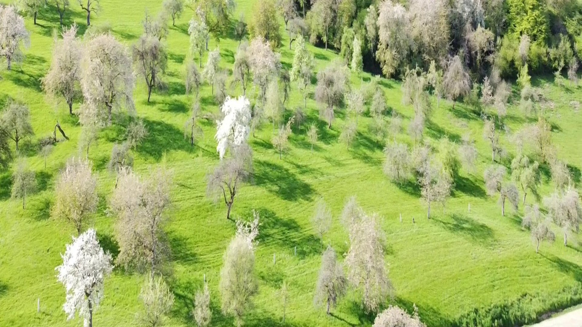 Blühende Streuobstwiesen in einer ländlichen Landschaft